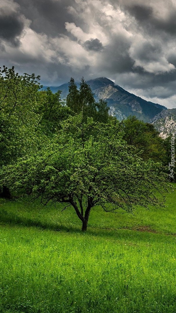 Zielone drzewa na tle gór