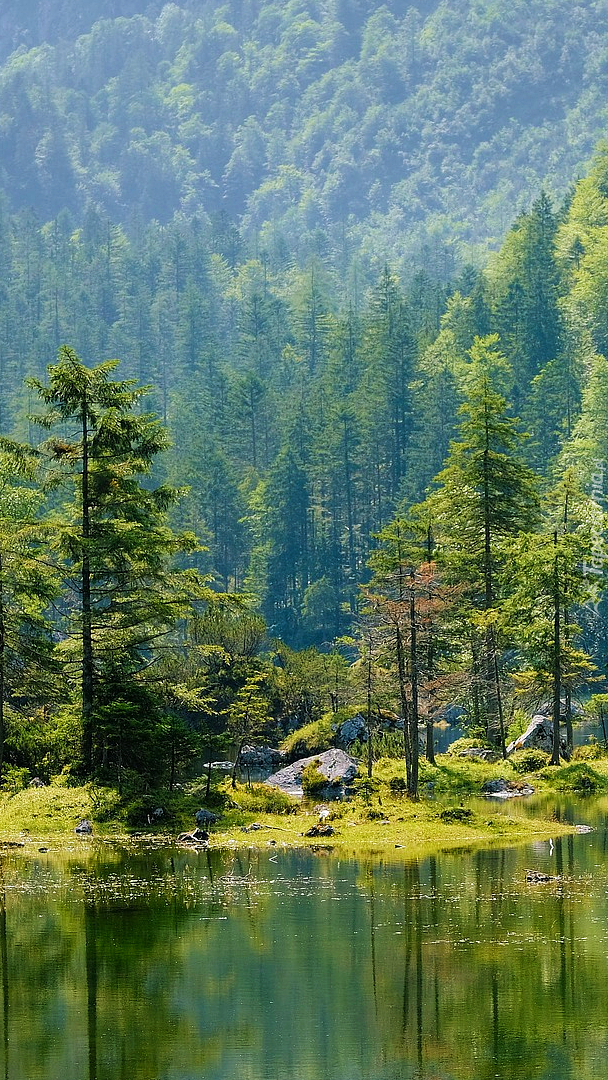 Zielone drzewa nad brzegiem jeziora