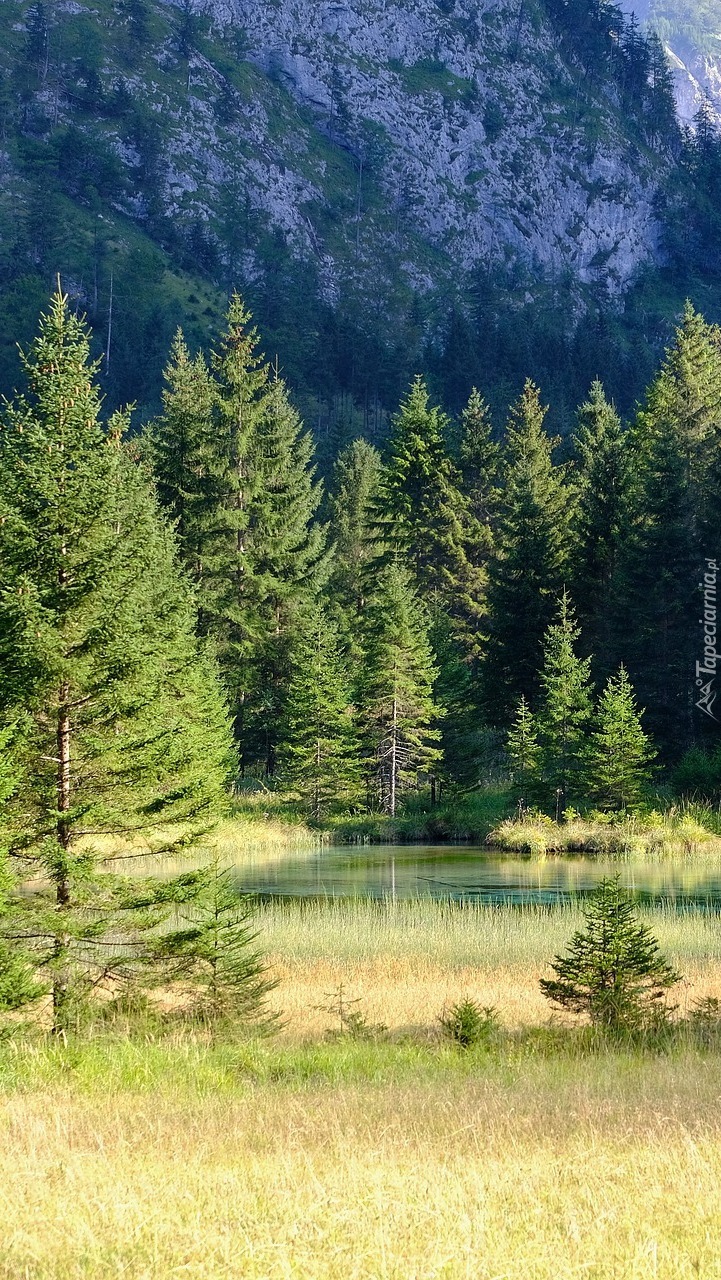 Zielone drzewa nad górską rzeką