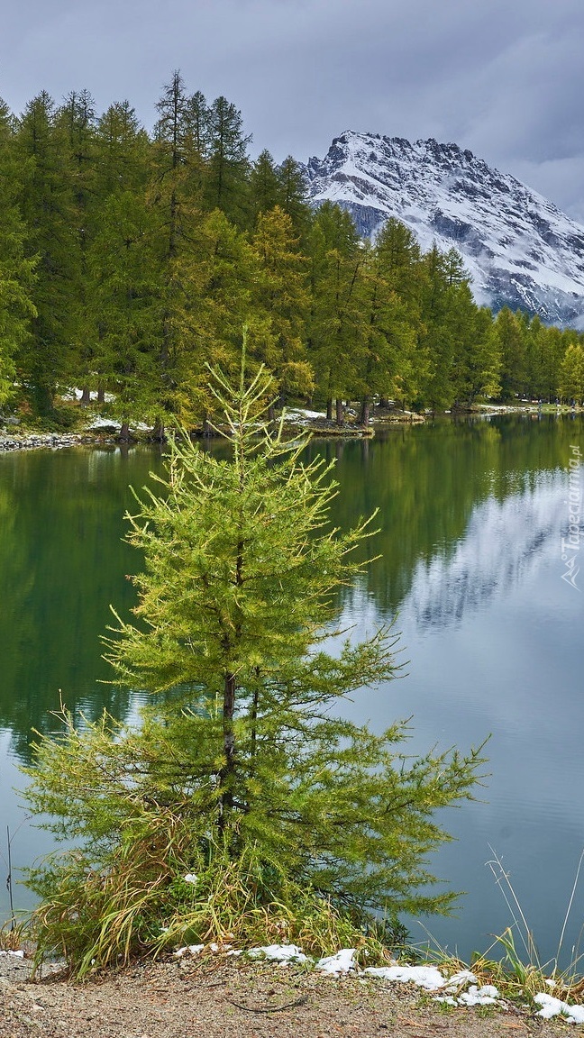 Zielone drzewa nad górskim jeziorem