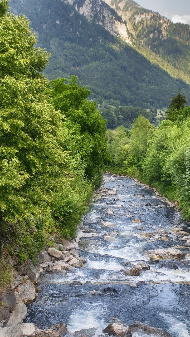 Zielone drzewa nad kamienistą rzeką w górach