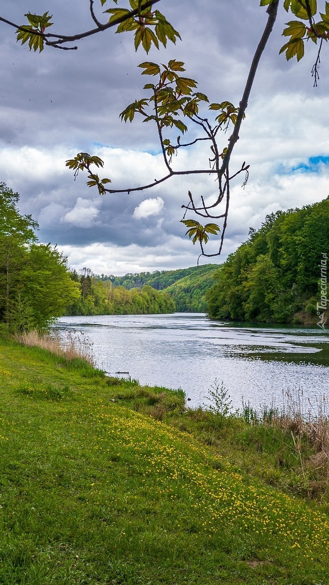 Zielone drzewa nad rzeką Ren