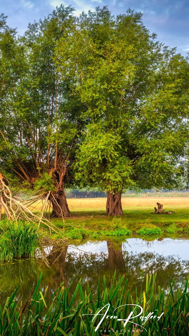 Zielone drzewa nad rzeką River Stour