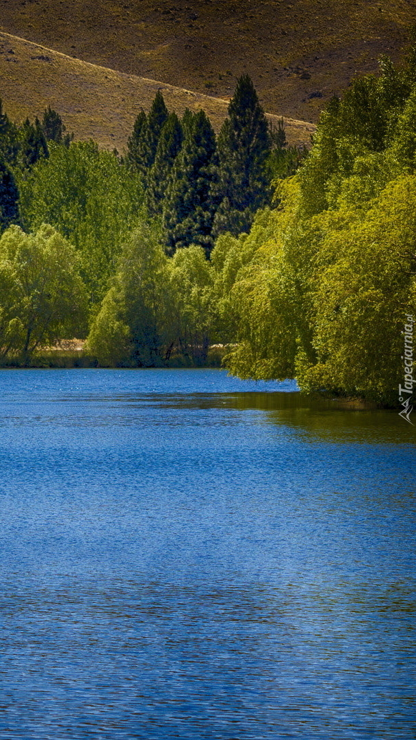 Zielone drzewa nad stawem Kelland Ponds