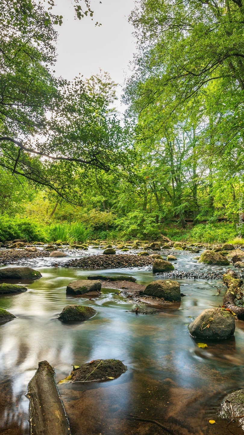 Zielone drzewa nad strumieniem