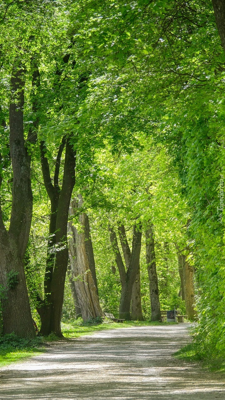 Zielone drzewa przy parkowej drodze