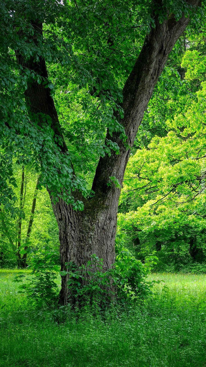 Zielone drzewa w parku