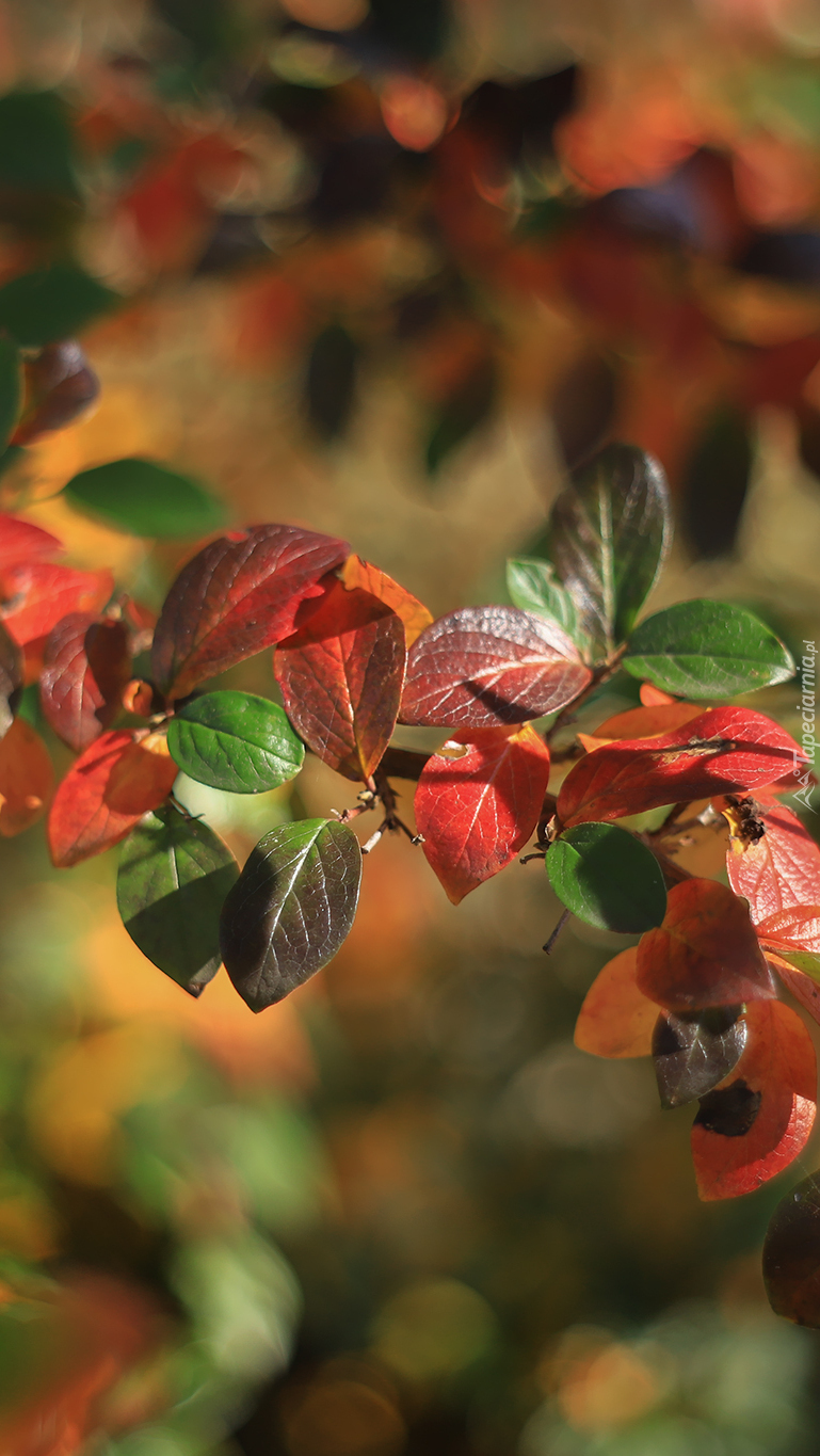 Zielone i czerwone liście berberysu