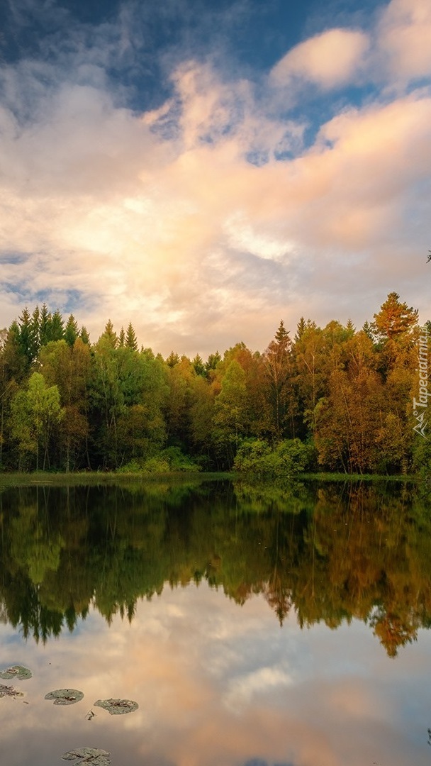 Zielone i pożółkłe drzewa nad jeziorem