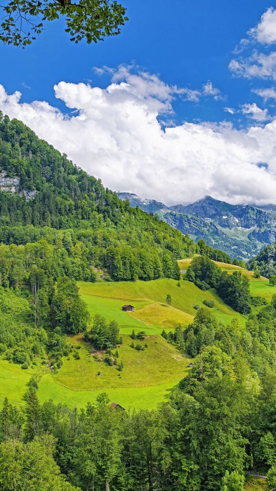 Zielone lasy w górach