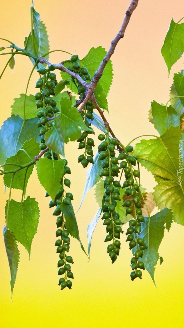 Zielone liście i owoce na gałązce