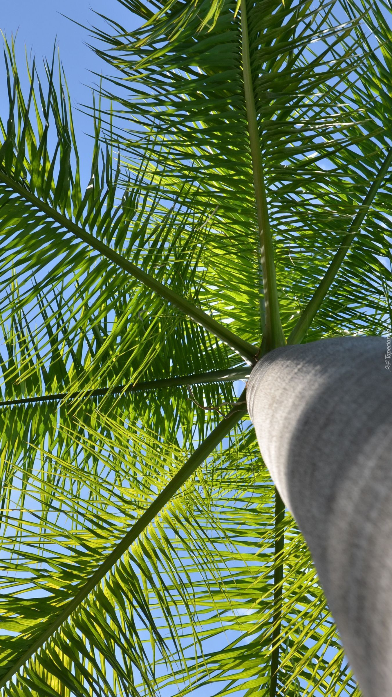 Zielone liście palmy