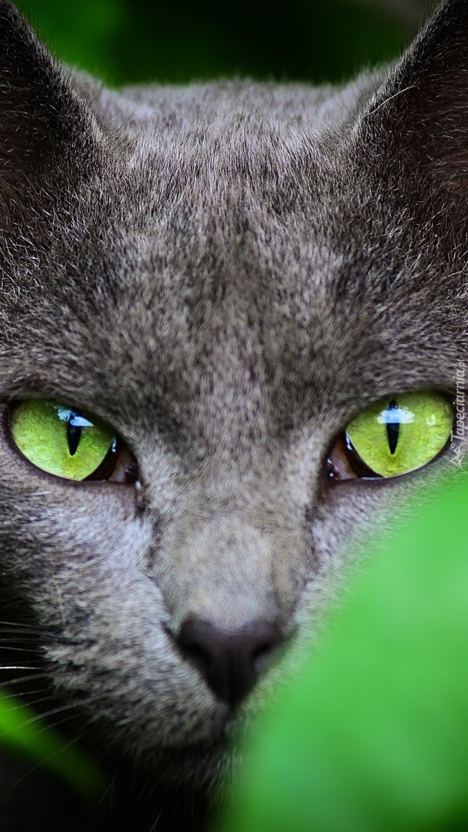 Zielone oczy kota