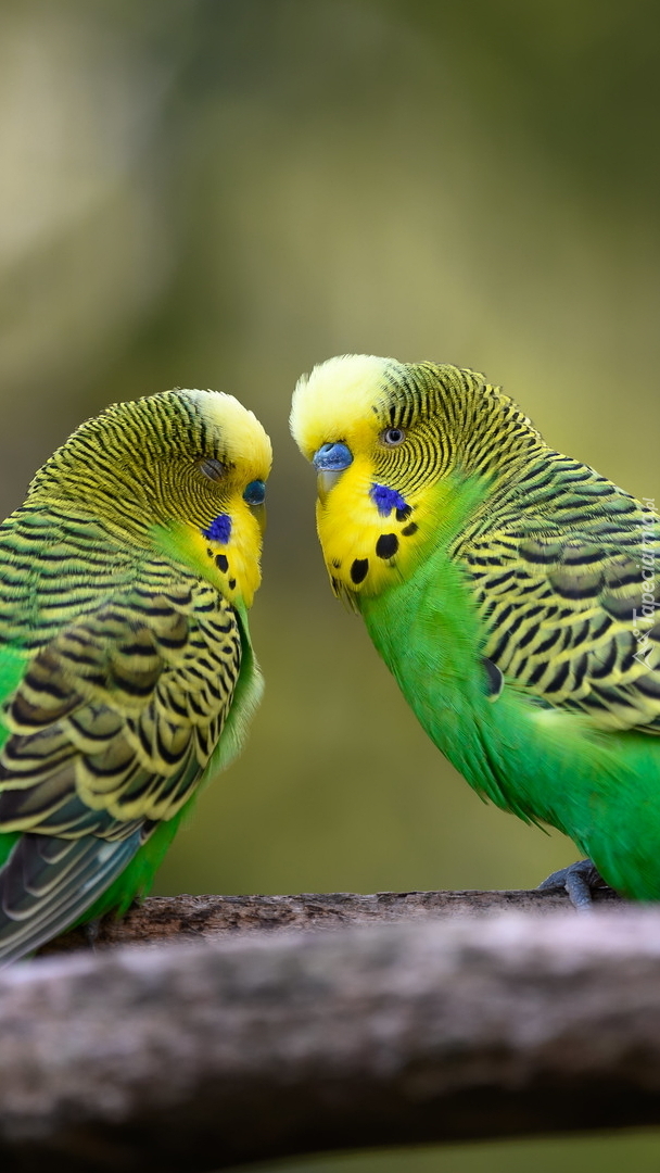Zielone papużki faliste