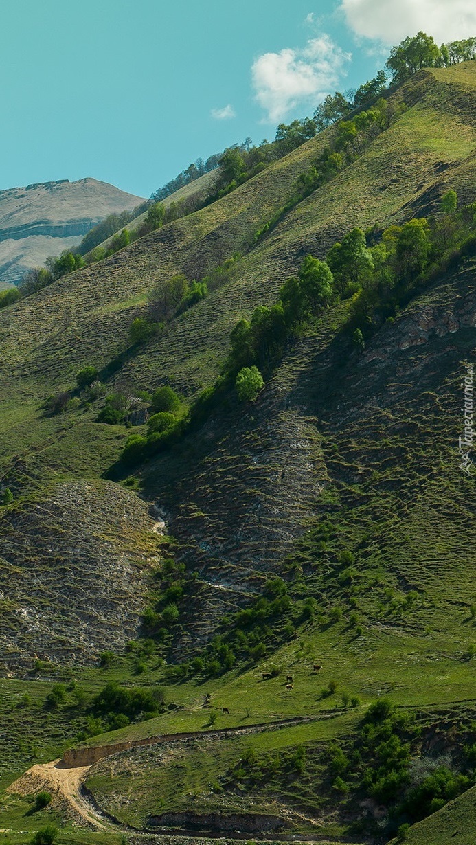 Zielone wzgórza