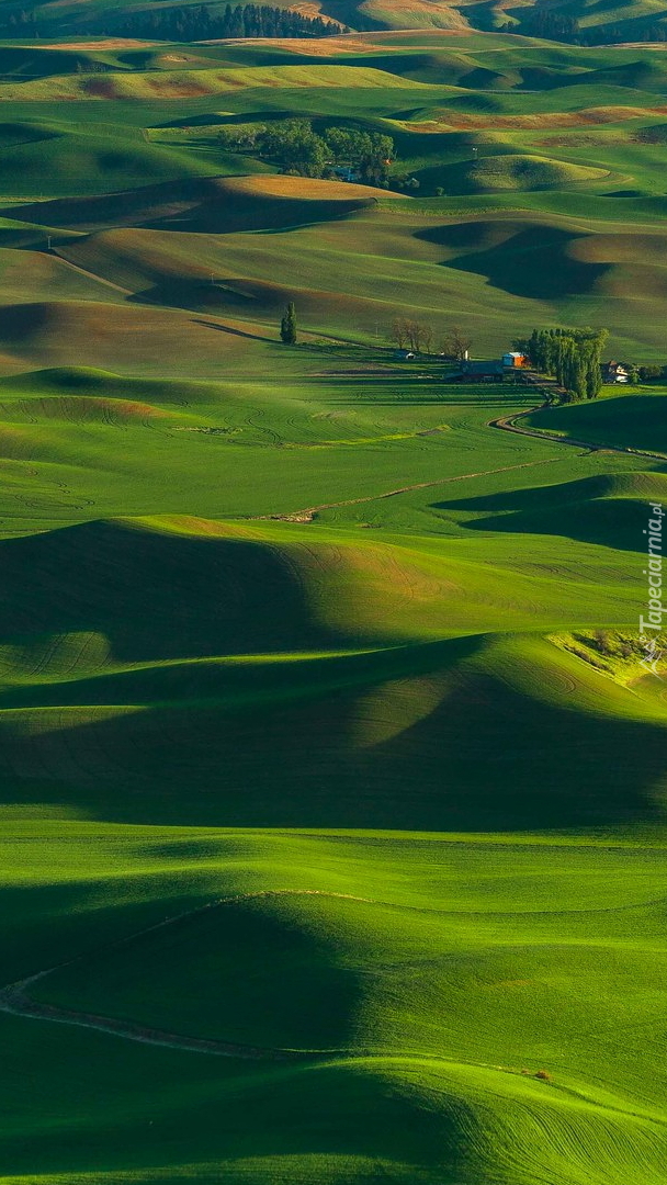 Zielone wzgórza i pola w regionie Palouse