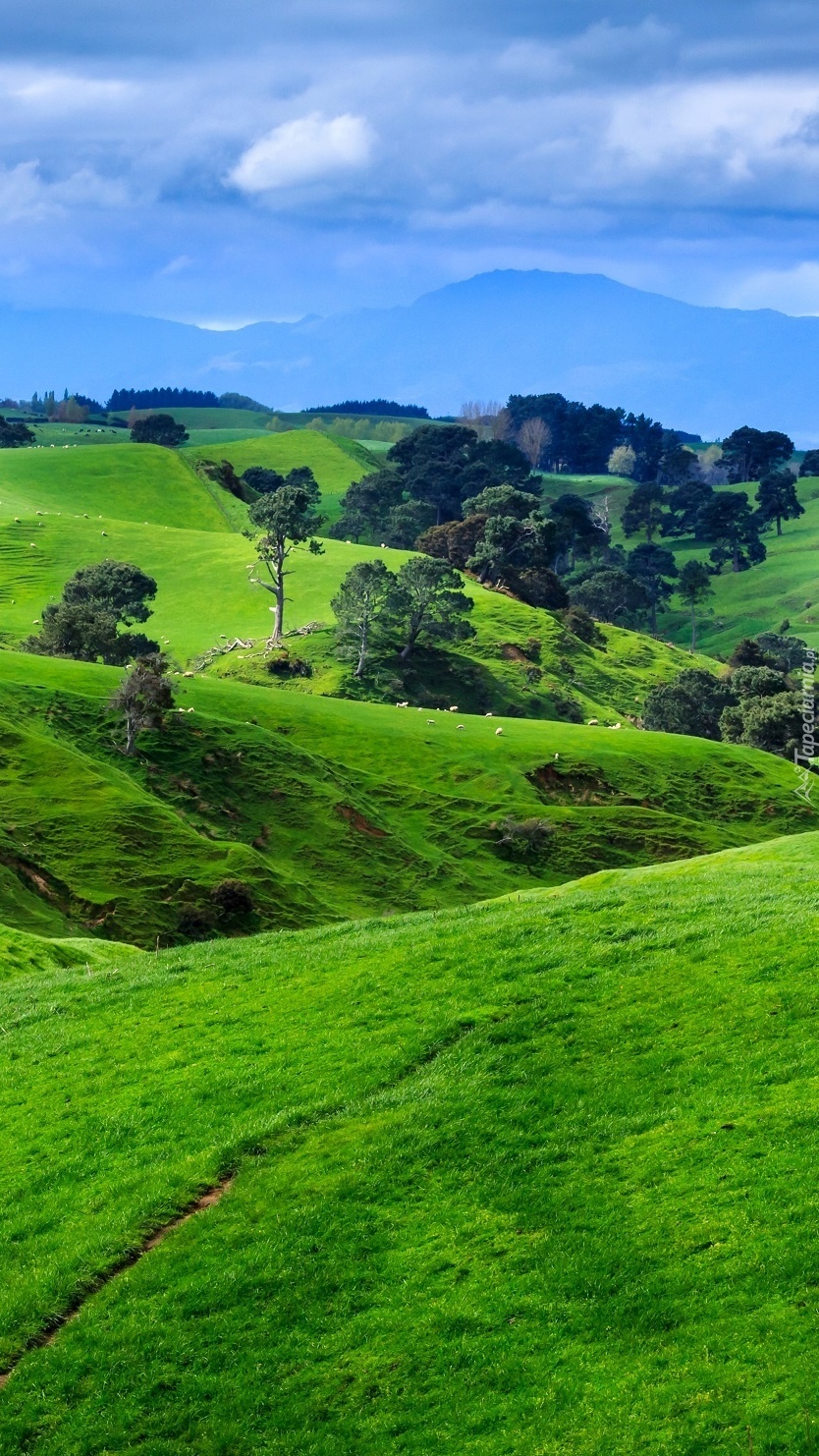Zielone wzgórza nad Soliną