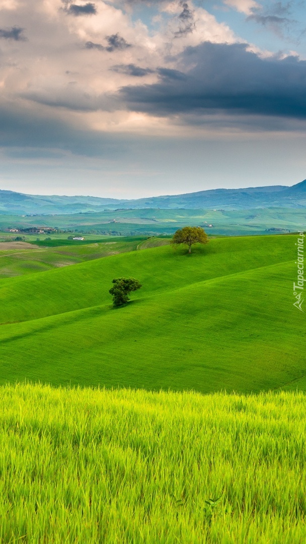 Zielone wzgórza Toskanii