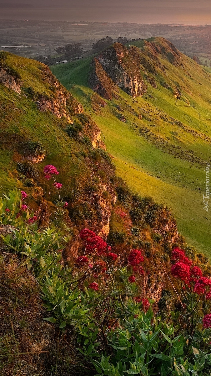 Zielone wzgórza w Nowej Zelandii