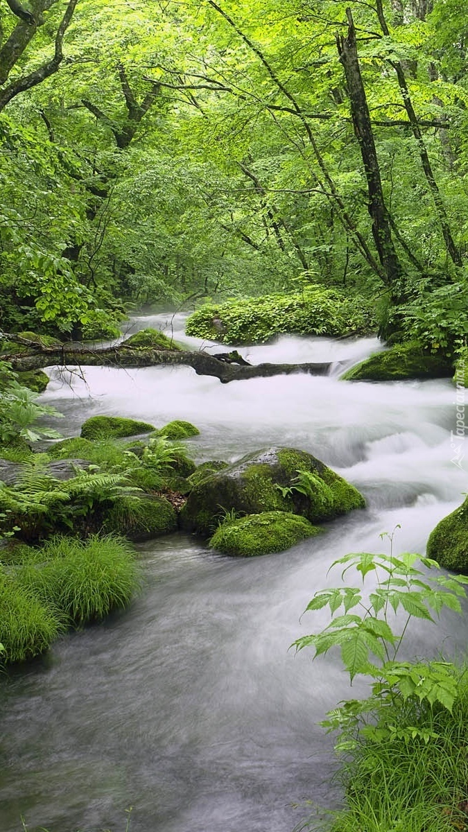 Zielono nad rzeką