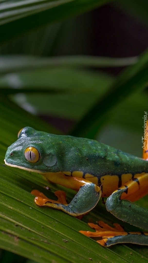 Zielono-pomarańczowa żaba na liściu