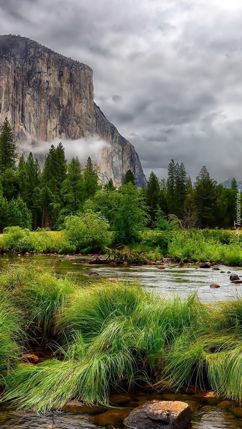 Zielono w Parku Narodowym Yosemite