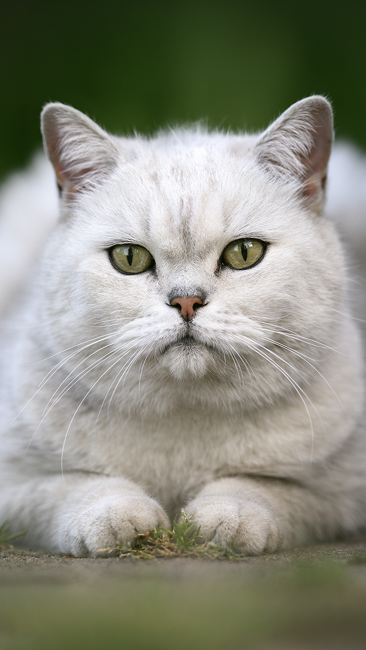 Zielonooki biały kot
