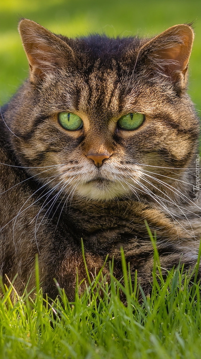 Zielonooki bury kot w trawie
