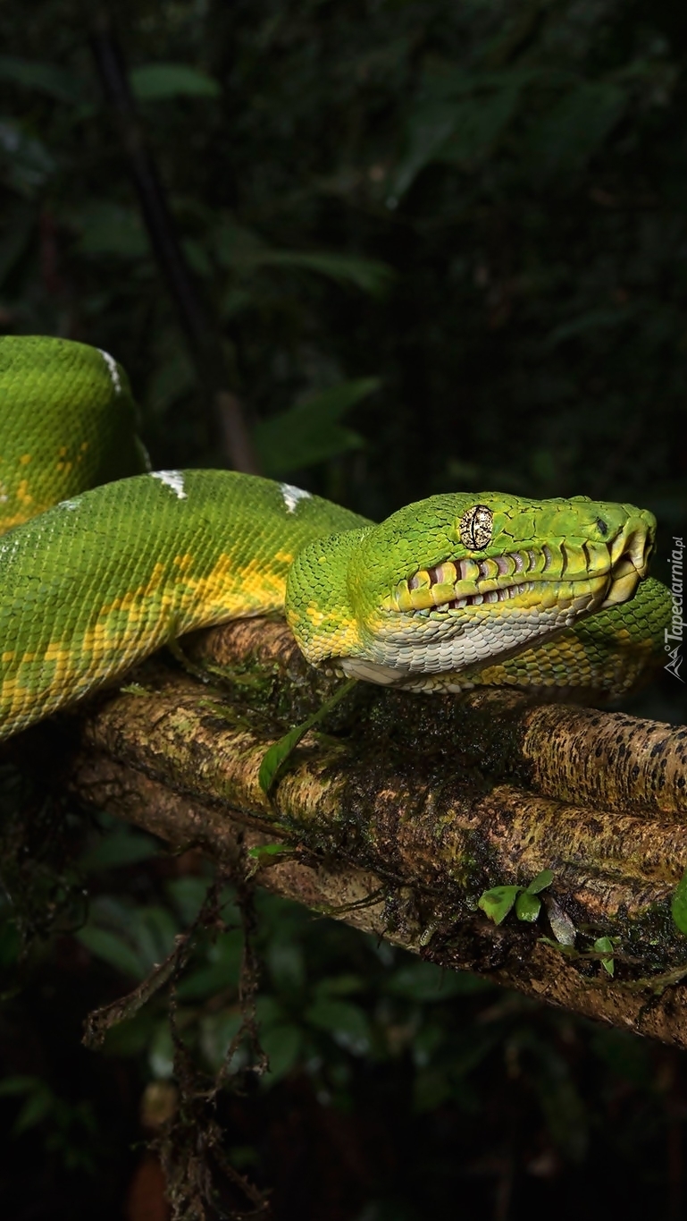 Zielony boa corallus batesii