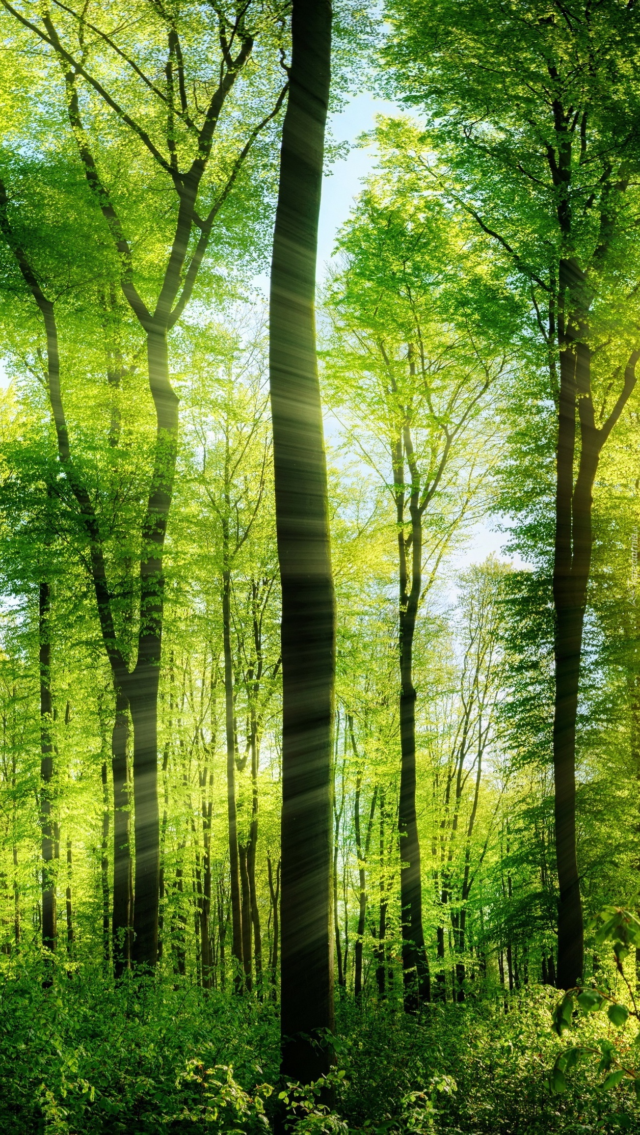 Zielony las w słońcu