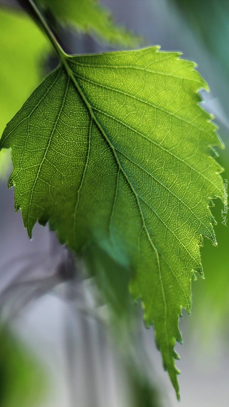 Zielony liść brzozy