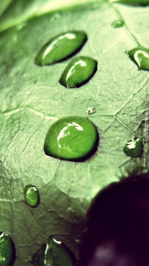 Zielony liść w kroplach wody