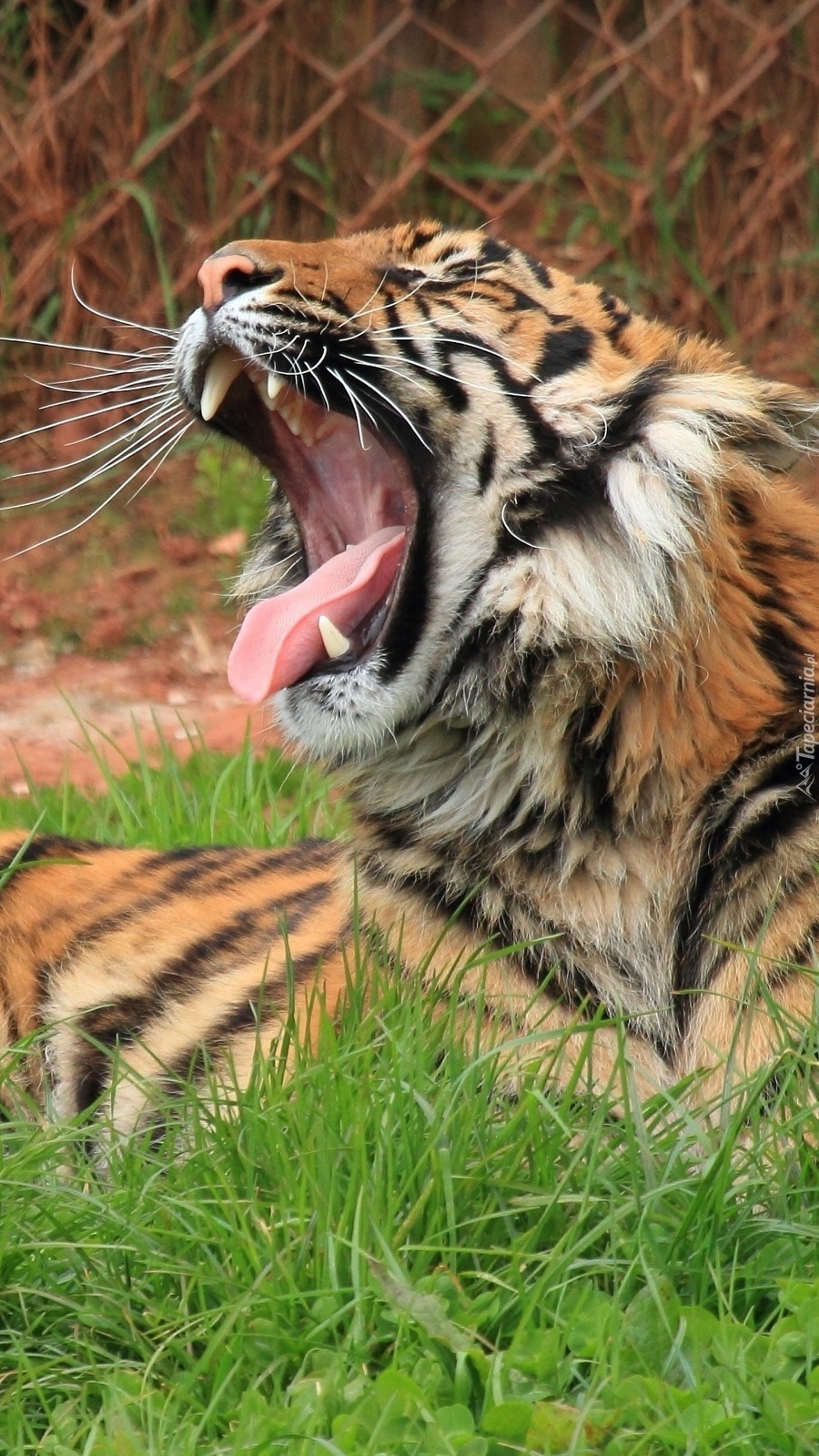 Ziewający tygrys w trawie
