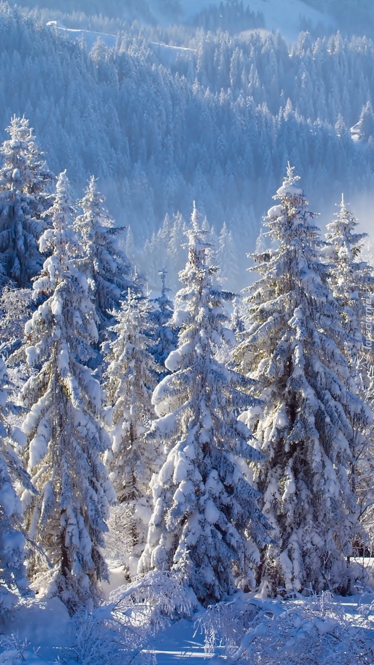 Zima w górskich lasach
