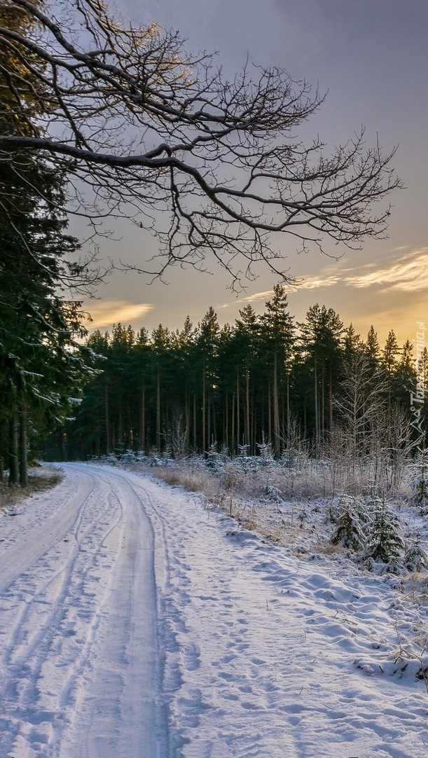 Zimowa droga przez las