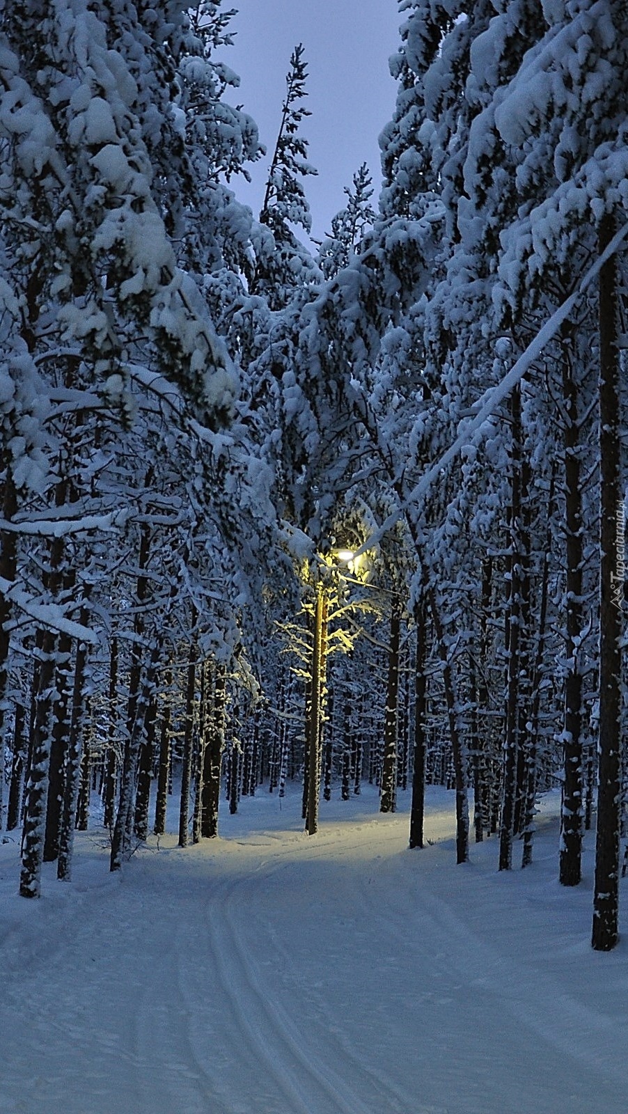 Zimowa droga w lesie o zmroku