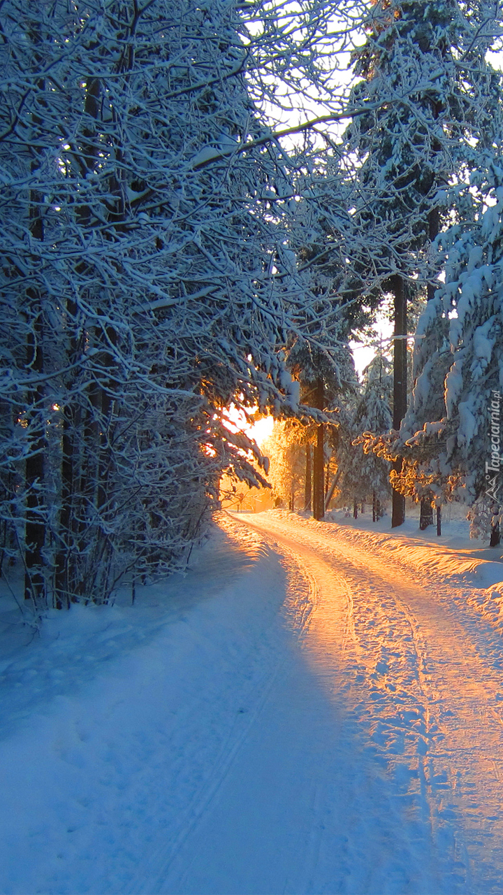 Zimowa droga w lesie