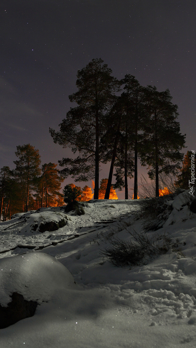 Zimowa noc w lesie