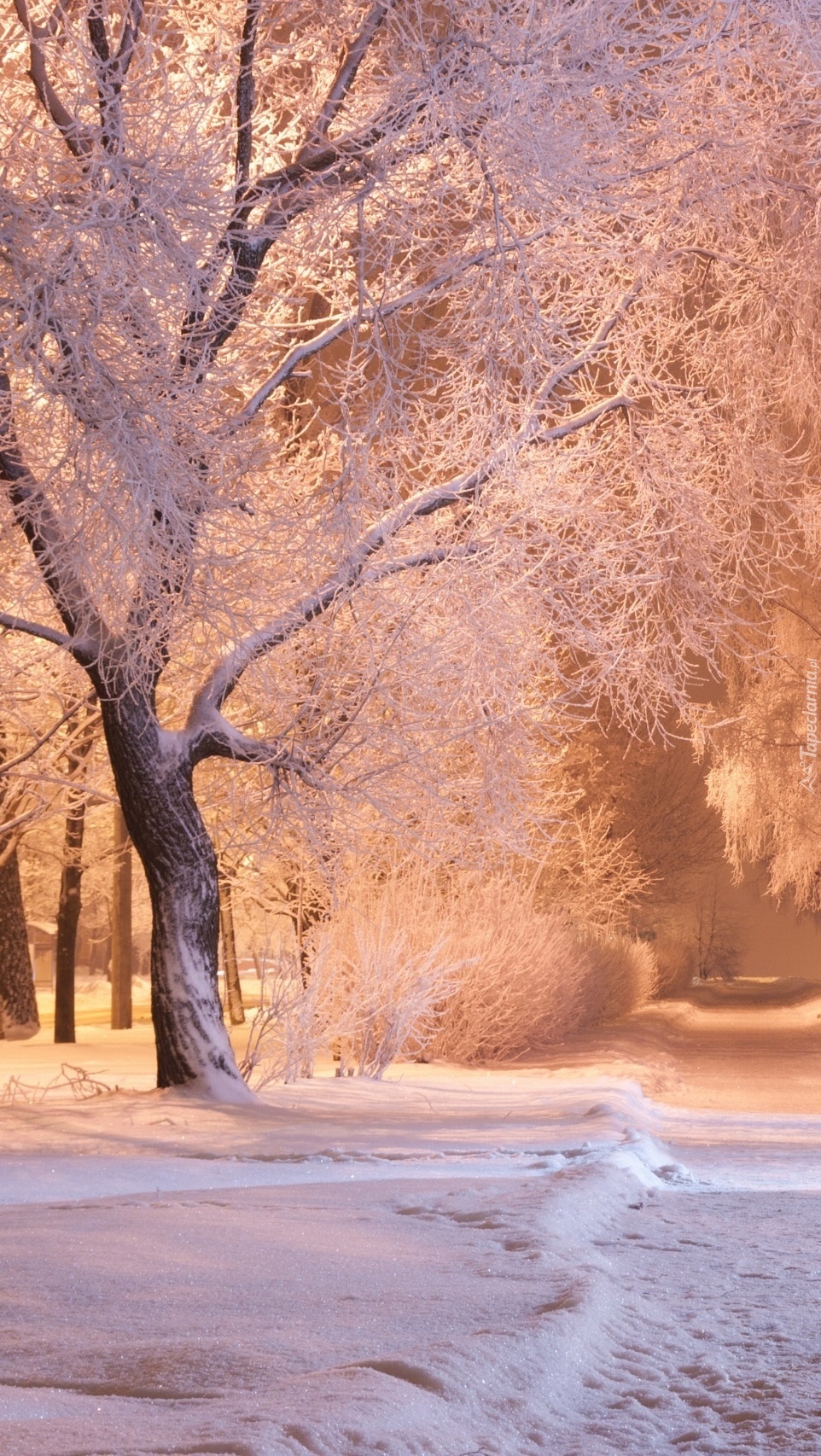 Zimowa ścieżka przez park