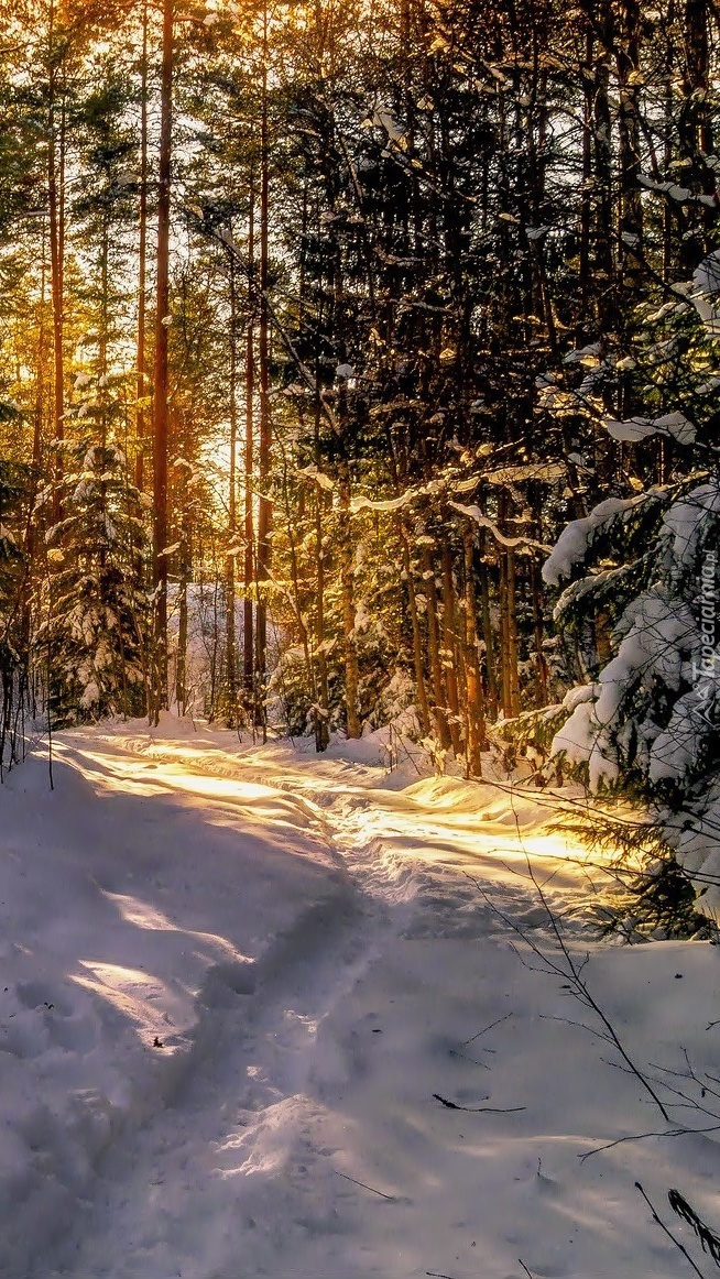 Zimowa ścieżka w promieniach słońca