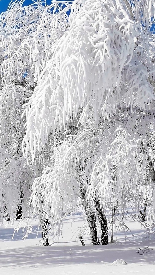 Zimowe białe ośnieżone drzewa
