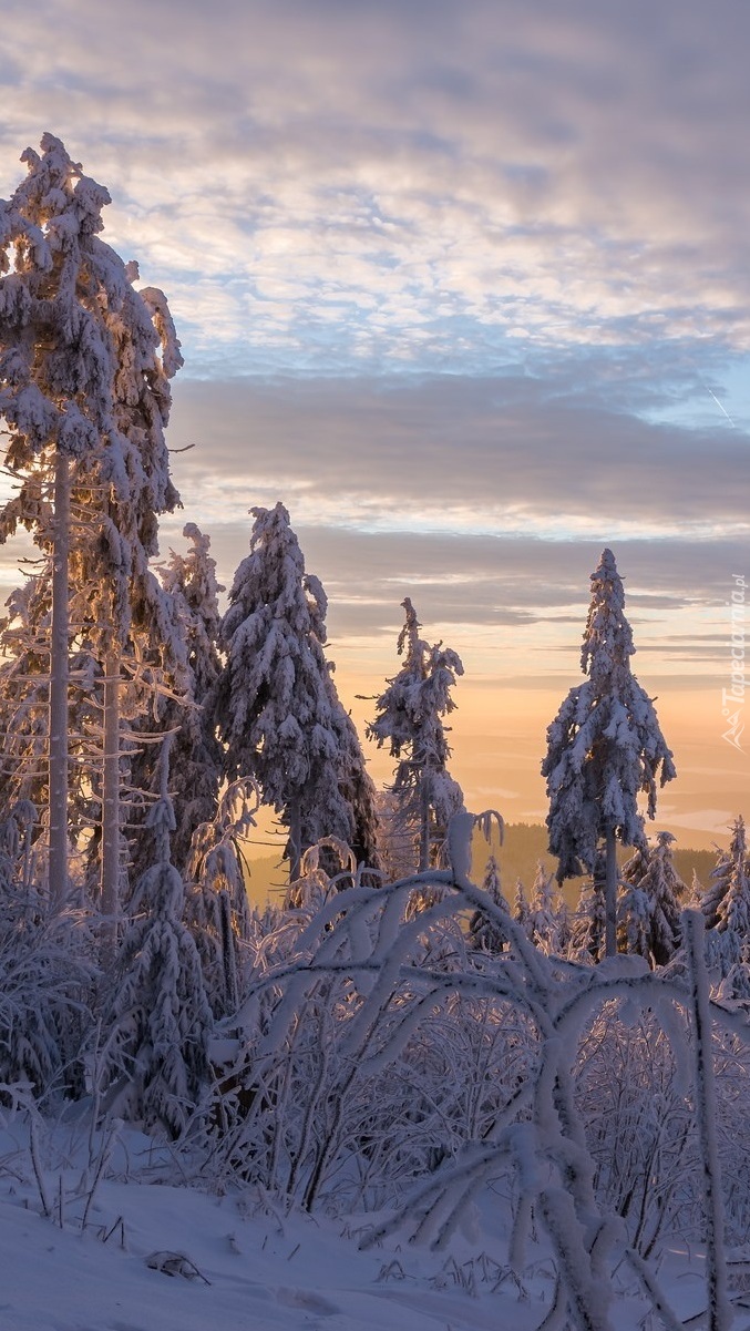 Zimowe drzewa o wschodzie słońca