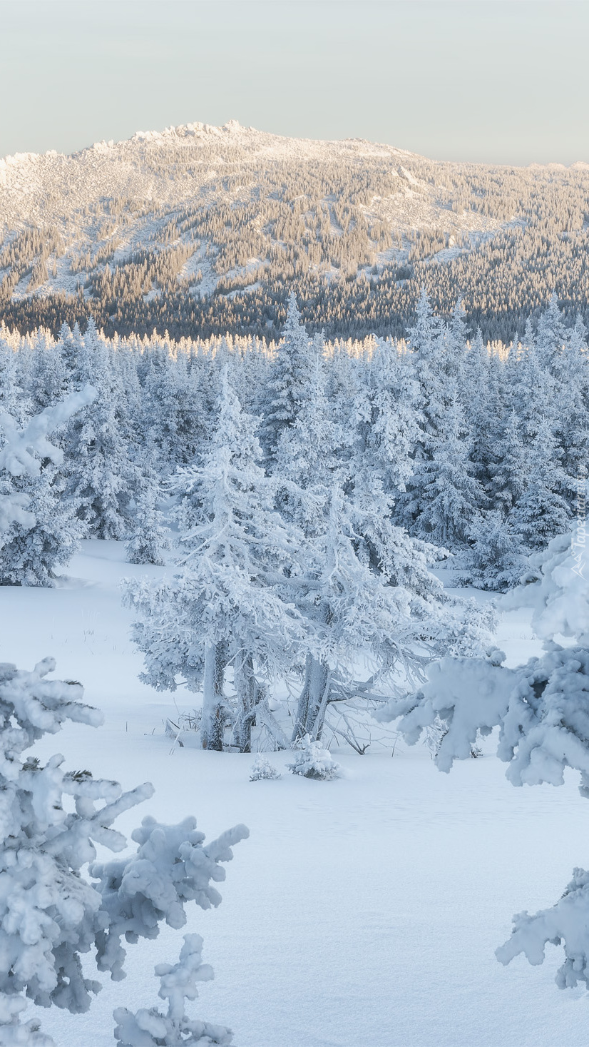 Zimowe drzewa w górach