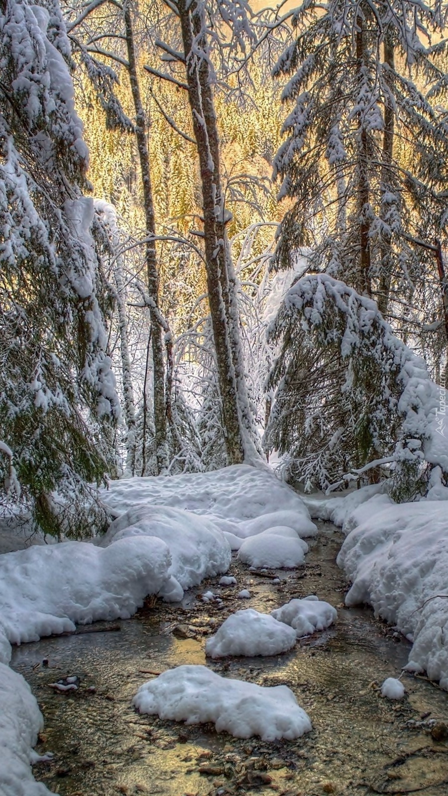 Zimowy las i rzeka