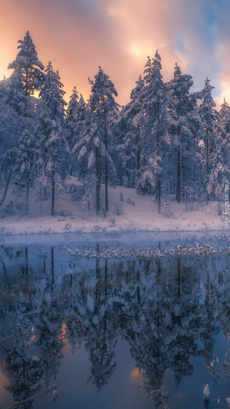 Zimowy las nad jeziorem