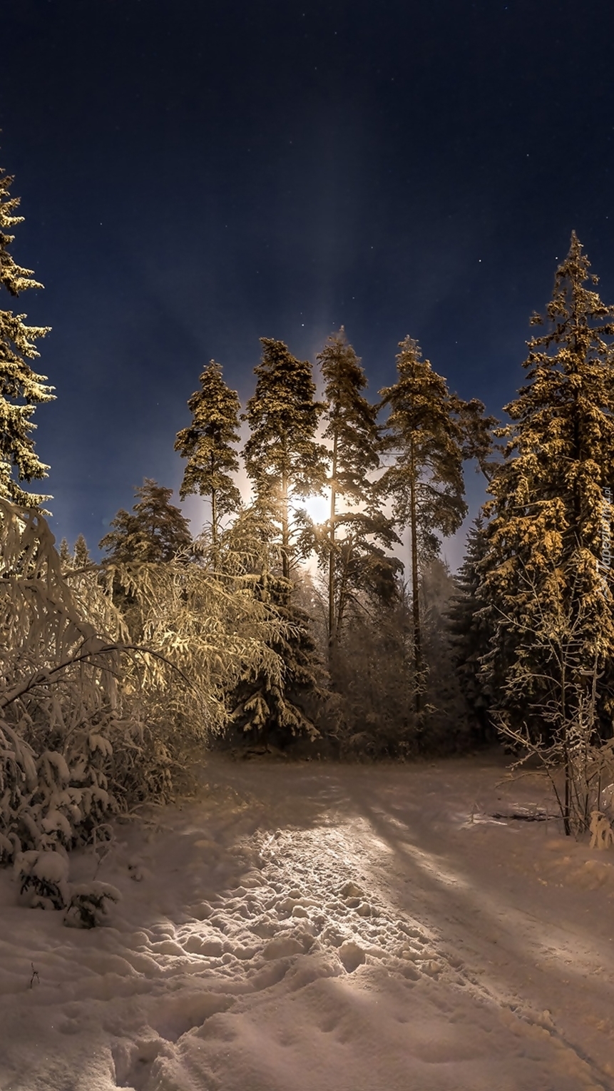 Zimowy las nocą
