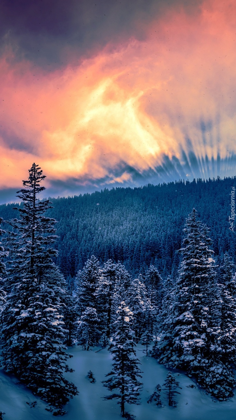 Zimowy las świerkowy o zachodzie słońca
