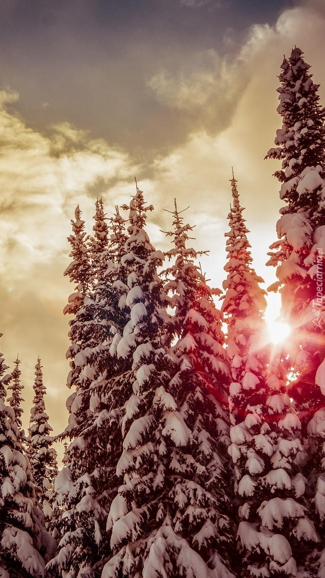 Zimowy las w promieniach słońca wychodzącego zza chmur