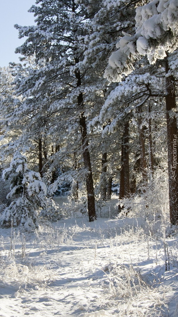 Zimowy las w słońcu