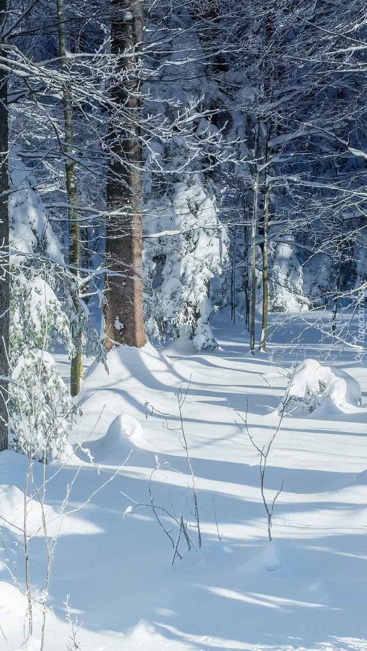 Zimowy las w słonecznym blasku